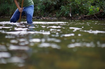 A student collecting stream insects