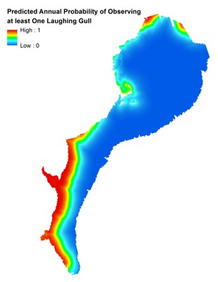 Marine Bird Mapping and Assessment