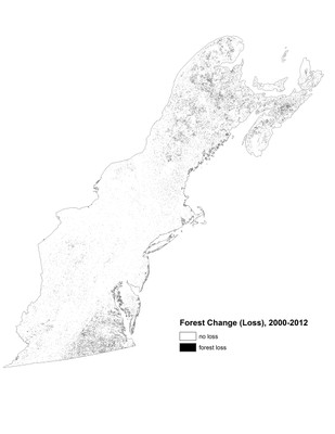 Forest Change, Loss 2000-2012, Northeast 