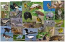 Northatlantic Wildlife Species Models