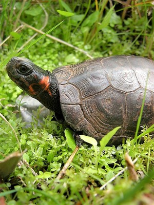 Bog Turtle