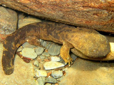 Help the hellbenders: Don't move the rocks