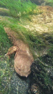 What Would an Endangered Species Act Listing Mean for the Hellbender Working Lands for Wildlife Program?