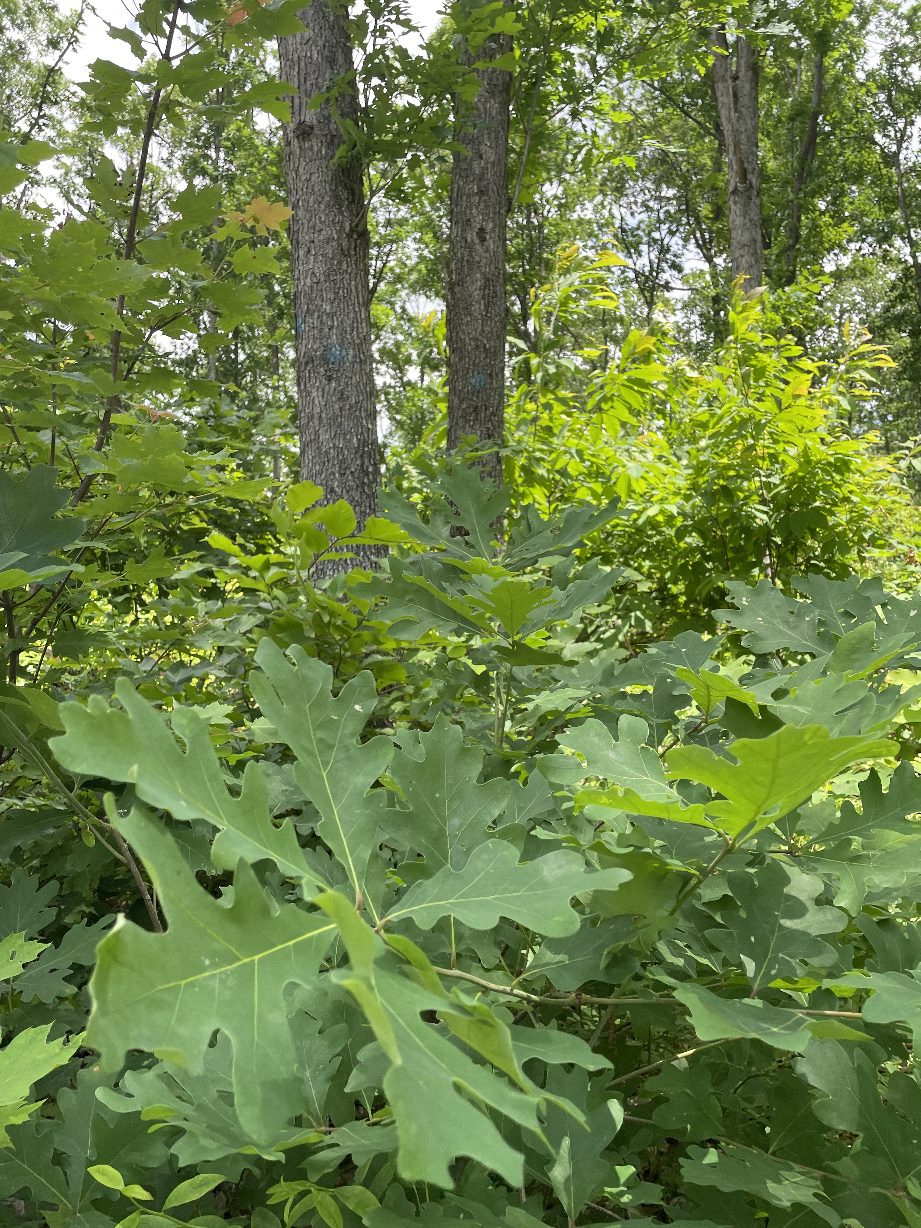 Oak Regeneration