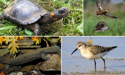 Species Collage