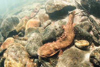 Eastern Hellbender