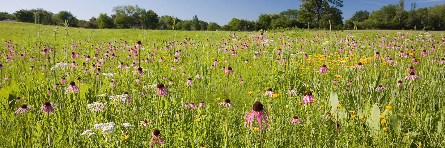 Prairie Coneflower