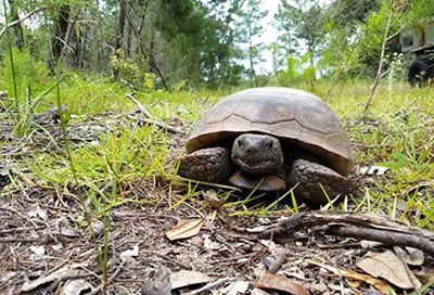 Gopher Tortoise