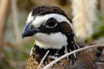 Northern Bobwhite Quail