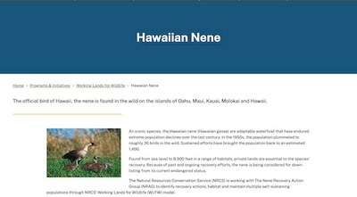 Hawaiian Nene