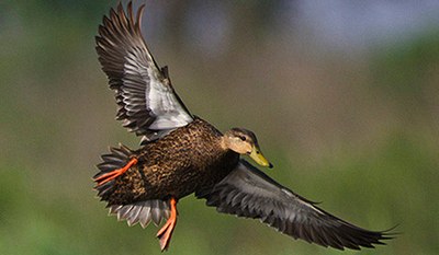 American Black Duck