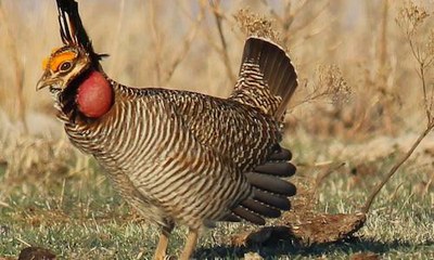 Lesser Prairie-Chicken