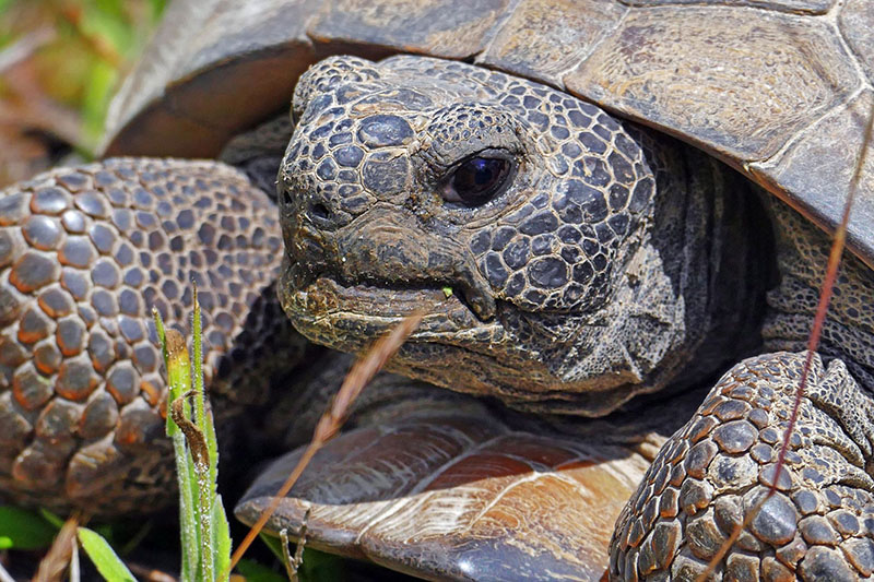 Amazing Creatures in Longleaf Pine Flatwoods and Sandhills — Working ...