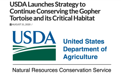 USDA Launches Strategy to Continue Conserving the Gopher Tortoise and its Critical Habitat