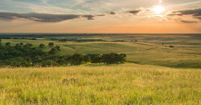 Grasslands