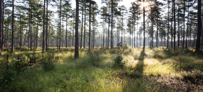 Longleaf Pine Forest