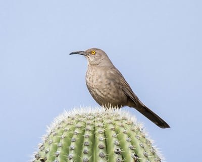 Desert Thrashers Work Group (CWPRI)