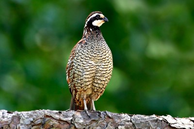 Northern Bobwhite Work Group (CWPRI)