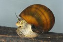 Freshwater Mollusks