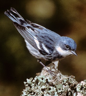 AMJV Partnership Receives $8 Million RCPP Award to Enhance Cerulean Habitat