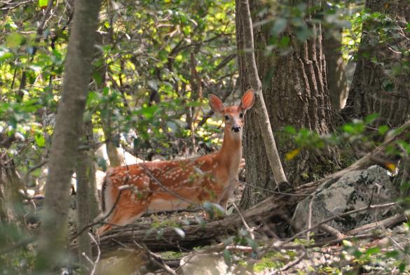 Appalachian Wildlife Center - Partnering for Wildlife and People in an Economically-Depressed Region