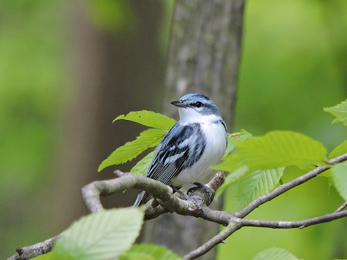 Bringing Back Diversity in Eastern Forests for Landowners, Wildlife