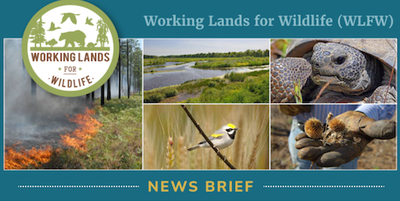 Landscape Partnership Newsletter-WLFW Prescribed Burning Added To FY24 Climate-Smart Practice List