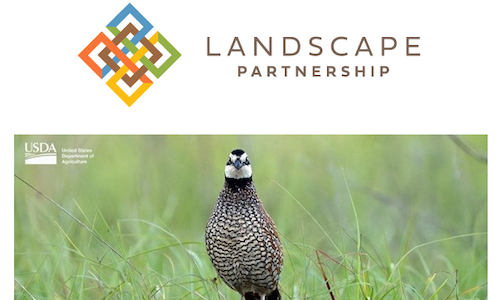 New Plan Guides Conservation Action On America’s Central And Eastern Grasslands And Savannas
