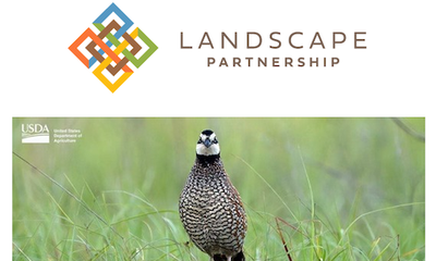 New Plan Guides Conservation Action On America’s Central And Eastern Grasslands And Savannas