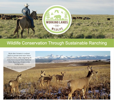 Working Lands For Wildlife Newsletters