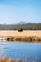Yellowstone to Yukon: Indigenous Leadership in Conservation