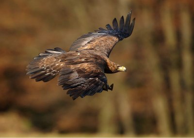 Fish and Wildlife Service Releases Eagle Conservation Plan Guidance
