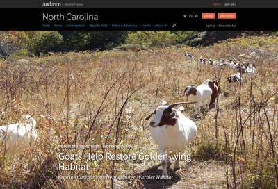 Goats Help Restore Golden-Wing Warbler Habitat