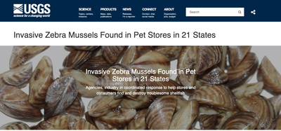 Officials Say Invasive Zebra Mussels Are Hiding in Aquarium Decor Sold  Across U.S., Smart News