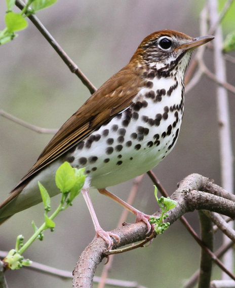 Partners in Flight Consortium Seeks Solutions to Migratory Bird Declines