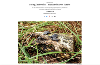Saving the South’s Tiniest and Rarest Turtles