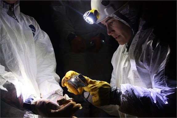 White-nose Syndrome Decimates North Carolina’s Bats