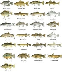 Alabama Statewide Fish IBI
