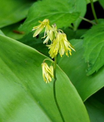 Bluebead lily (Clintonia borealis)