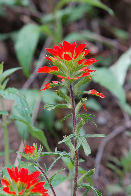 Scarlet Indian paintbrush (Castilleja coccinea)