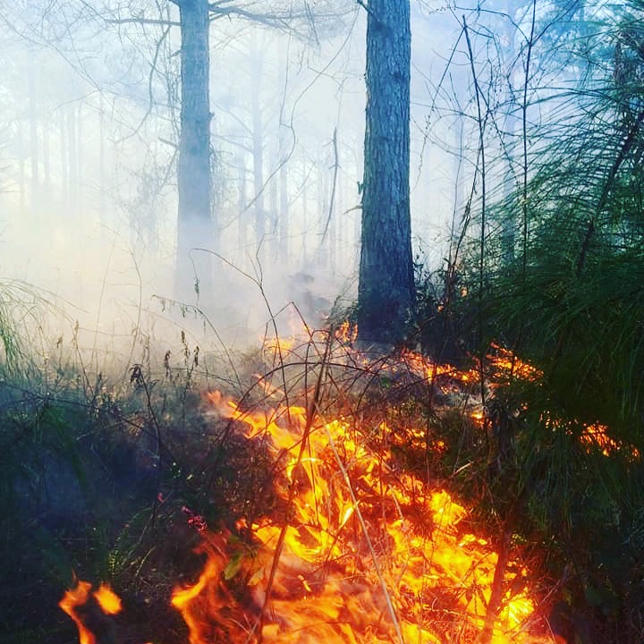 Prescribed Burn Path