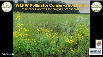 WLFW Pollinator Conservation Series: Session #6 Planning & Establishing Pollinator Habitat