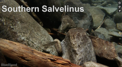 Southern Salvelinus - Brook Trout Below the Mason-Dixon